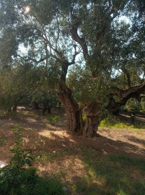 Olive Trees Villa Tragaki Dış mekan fotoğraf
