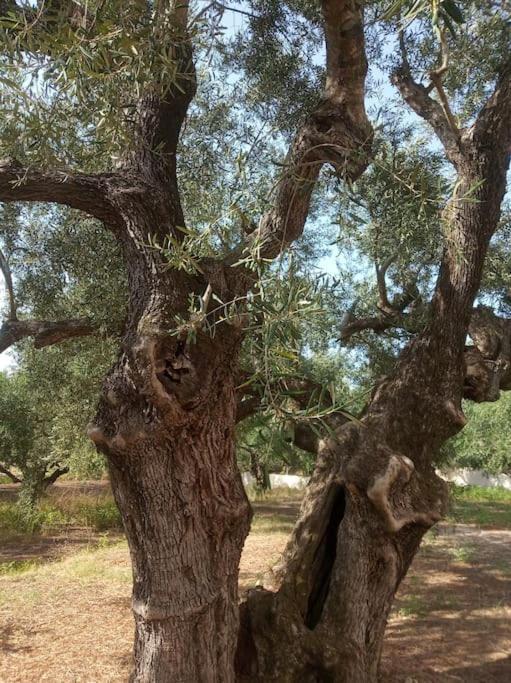 Olive Trees Villa Tragaki Dış mekan fotoğraf